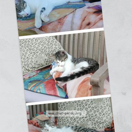 Foto 2/3 Tac Chat perdido en Troisgots conde sur vire