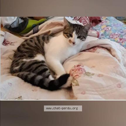 Foto 3/3 Tac Chat perdido en Troisgots conde sur vire