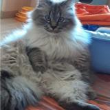 Foto del gato perdido en Trainel