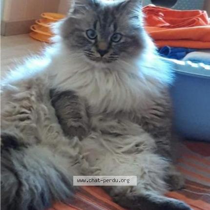 Foto 1/1 Nougat Chat perdido en Trainel