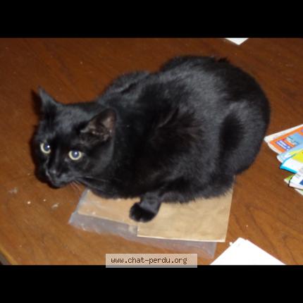 Foto 1/1 Canel Chat perdido en Vincey