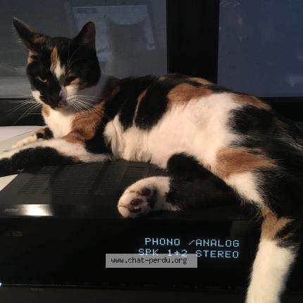 Foto 1/1 Tosca Chat perdido en Chateau salins