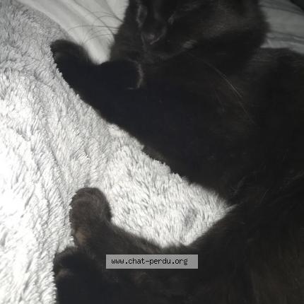 Foto 1/1 Haru Chat perdido en Sorel moussel