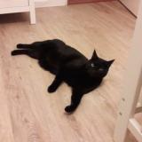 Foto del gato perdido en Rennes