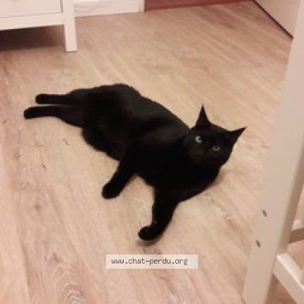 Foto 1/1 Nino Chat perdido en Rennes