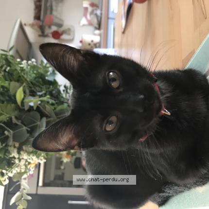 Foto 1/1 Gaspard Chat perdido en St congard