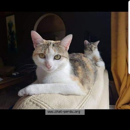 Foto 1/1 Piou Piou Chat perdido en Le sart neufchateau