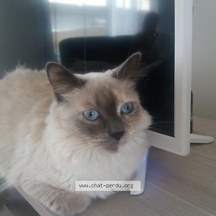 Foto 1/1 Nala Chat perdido en Rosieres en santerre