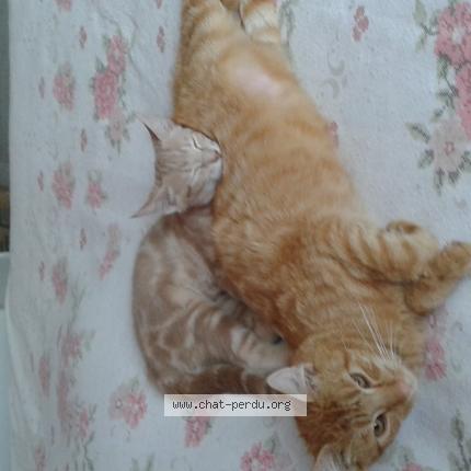 Foto 1/1 Pamplemousse Chat perdido en Barisis aux bois