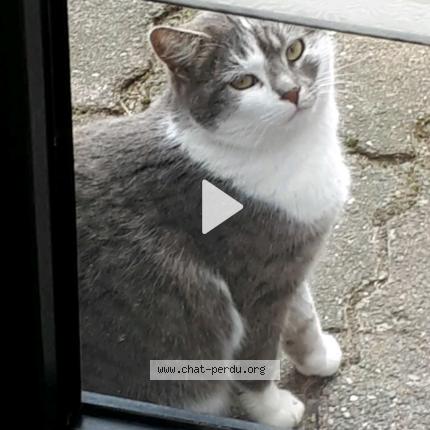 Foto 1/1 Pas de nom Chat perdido en Bavay
