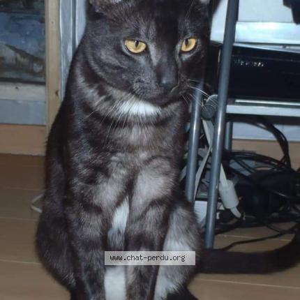 Foto 1/1 Guizmo Chat perdido en Montblanc