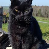 Foto del gato perdido en Arfeuille Chatain