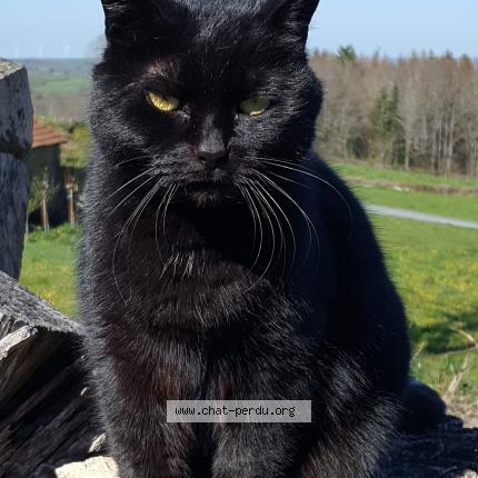 Foto 1/1 Nenette Chat perdido en Arfeuille chatain