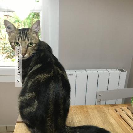 Foto 1/1 Arton Chat perdido en Groslay