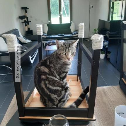 Foto 1/1 Mars Chat perdido en Echarlens