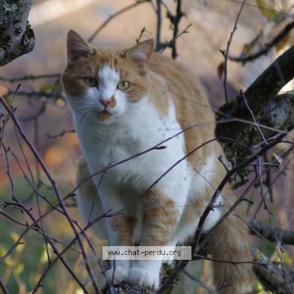 Foto 1/1 Miel Chat perdido en Miribel