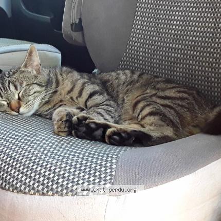 Foto 1/1 Léo Chat perdido en La grande motte