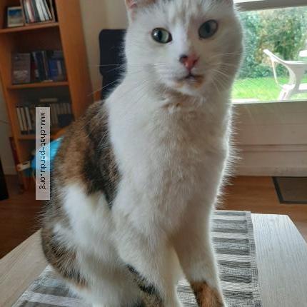 Foto 1/1 Hermès Chat perdido en Gif sur yvette