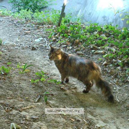 Foto 1/1 Mélodie Chat perdido en Herouville saint clair