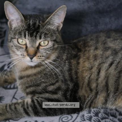 Foto 1/1 BILLIE Chat perdido en La celle st cloud