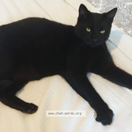 Foto 1/4 Roméo Chat perdido en Puget sur argens