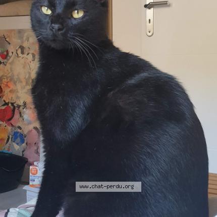 Foto 2/4 Roméo Chat perdido en Puget sur argens