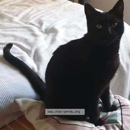 Foto 3/4 Roméo Chat perdido en Puget sur argens