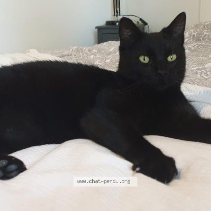 Foto 4/4 Roméo Chat perdido en Puget sur argens