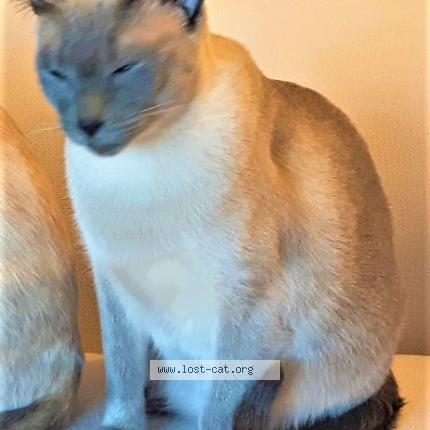 Foto 1/1 Oswin Chat perdido en Ajax