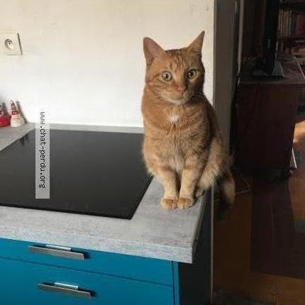 Foto 1/1 Rouquin Chat perdido en Draguignan