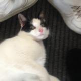 Foto del gato perdido en Combourg