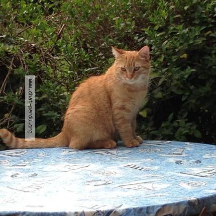 Foto 1/1 Bobino Chat perdido en Alluyes