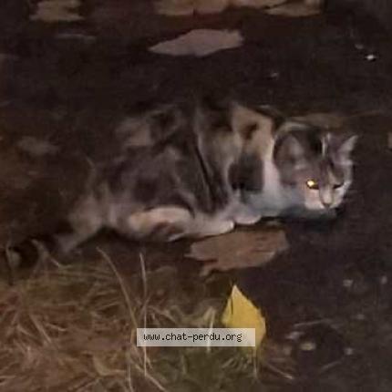 Foto 1/1 rouquette Chat perdido en Cholet