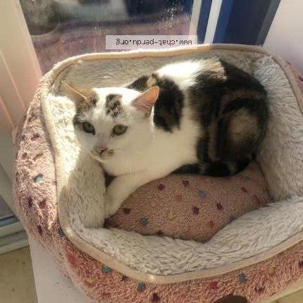 Foto 1/1 Ruby Chat perdido en Poissy