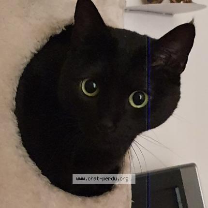 Foto 1/1 Arri Chat perdido en Toulouse