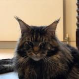 Foto del gato perdido en Esher