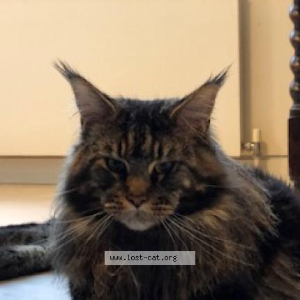 Foto 1/1 Guinness Chat perdido en Esher