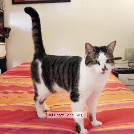 Foto 1/1 LOVELY Chat perdido en Paris