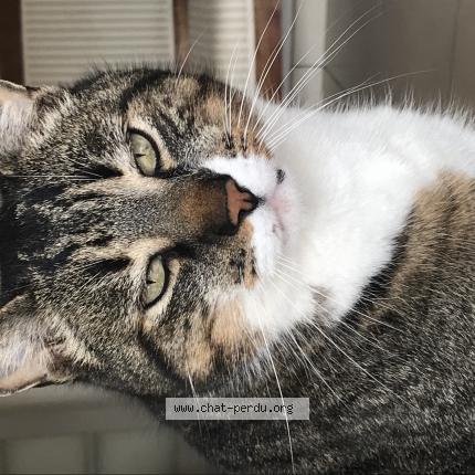 Foto 1/1 Figaro Chat perdido en Val du mignon