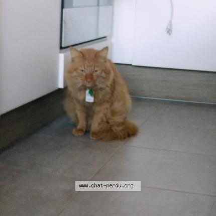 Foto 1/1 Chouky Chat perdido en Lancon de provence