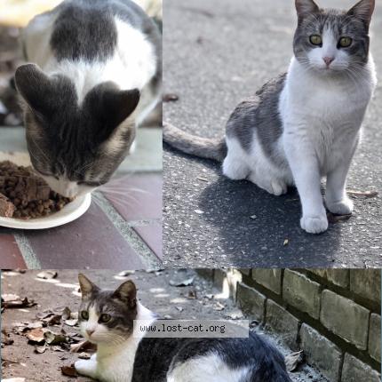 Foto 1/1 Nana or Baby Chat perdido en Alhambra