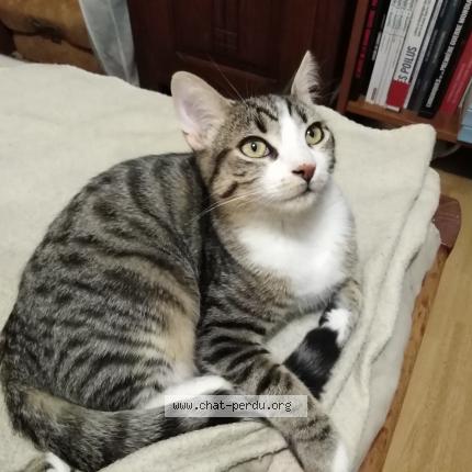 Foto 1/1 PATAPOUF Chat perdido en Les clayes sous bois