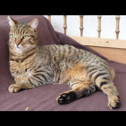 Foto 1/1 Capsule Chat perdido en Montfort sur meu