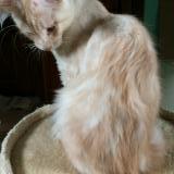 Foto del gato perdido en Hautot Saint Sulpice