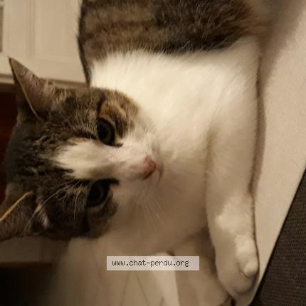 Foto 1/1 Brioche Chat perdido en Aubigny au bac