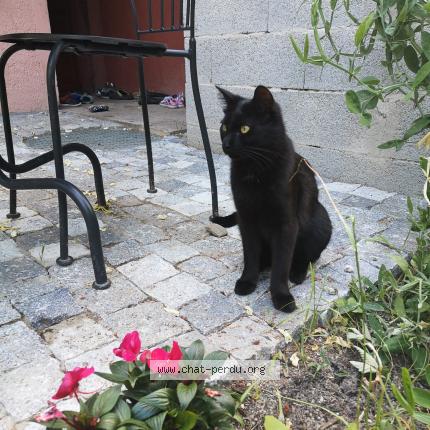 Foto 1/1 Gaston Chat perdido en Bossey collonges sous saleve