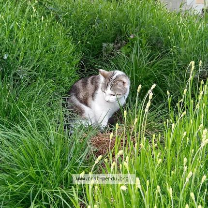 Foto 1/1 Bamboo Chat perdido en Onex