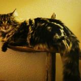 Foto del gato perdido en Saint Bris Le Vineux