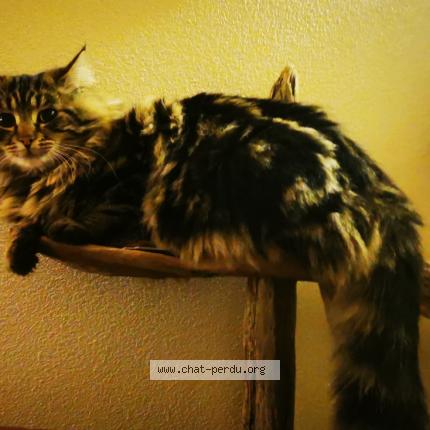 Foto 1/1 Chamo Chat perdido en Saint bris le vineux