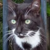 Foto del gato perdido en Saint Vinnemer